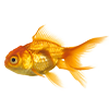 Goldfish<br>